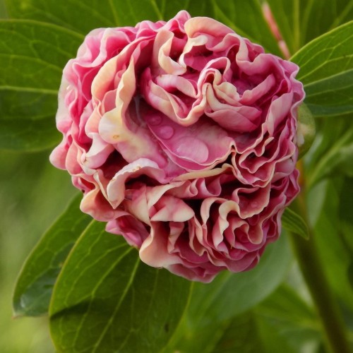 Paeonia 'Carnation Bouquet' - Pojeng 'Carnation Bouquet'